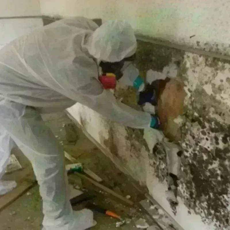 Mold Remediation and Removal in Norfolk, NE